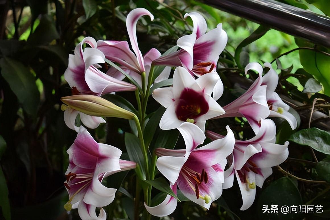 百合種植時(shí)間_百合的種植方法和時(shí)間_百合種植方法和時(shí)間