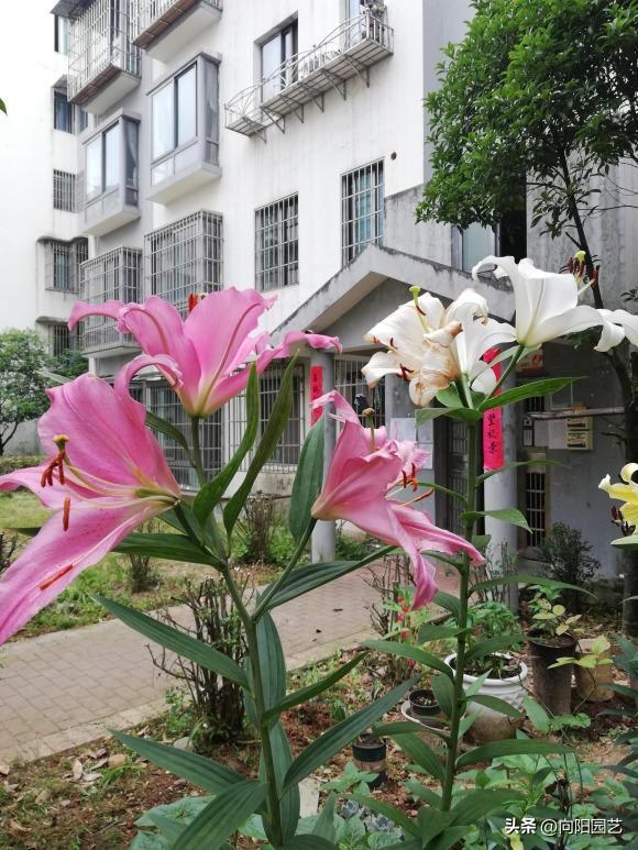 百合種植時(shí)間_百合種植方法和時(shí)間_百合的種植方法和時(shí)間