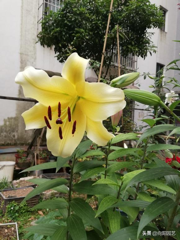 百合種植方法和時(shí)間_百合的種植方法和時(shí)間_百合種植時(shí)間