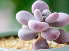 多肉植物的養(yǎng)殖方法和注意事項(xiàng) 多肉植物的養(yǎng)殖方法和注意事項(xiàng)有哪些