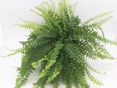 盤點(diǎn)15種“耐陰花”，適合光照不好的房間，還能凈化空氣