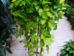 秋天養(yǎng)這8種綠植，深受花友喜愛，好養(yǎng)耐養(yǎng)，花期長開花多