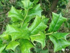 農(nóng)村一種鳥兒都不敢站上去的小灌木，卻有很多藥用價值，大家來認識一下
