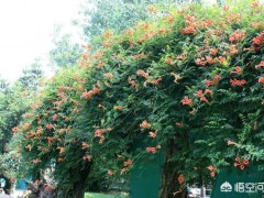 農村庭院種植凌霄花需要注意什么？