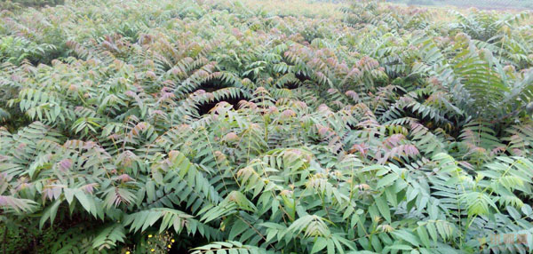 香椿樹(shù)的種植方法_怎么樣種植香椿樹(shù)_種植樹(shù)香椿方法視頻