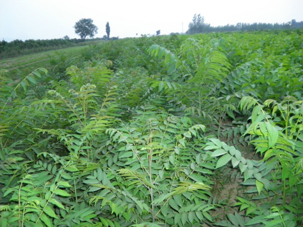 種植樹(shù)香椿方法視頻_香椿樹(shù)的種植方法_怎么樣種植香椿樹(shù)